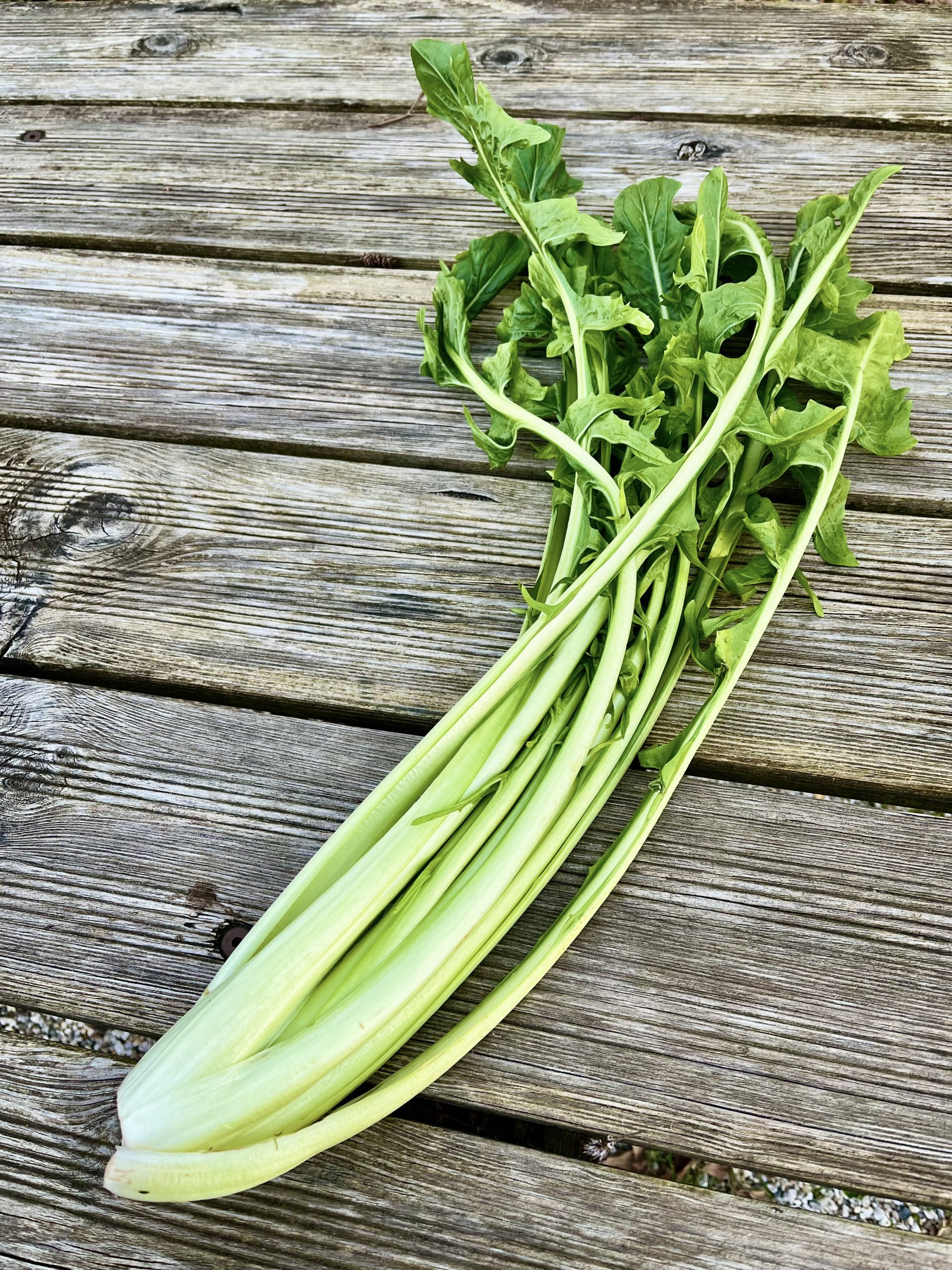 Catalogna – italienischer Löwenzahn