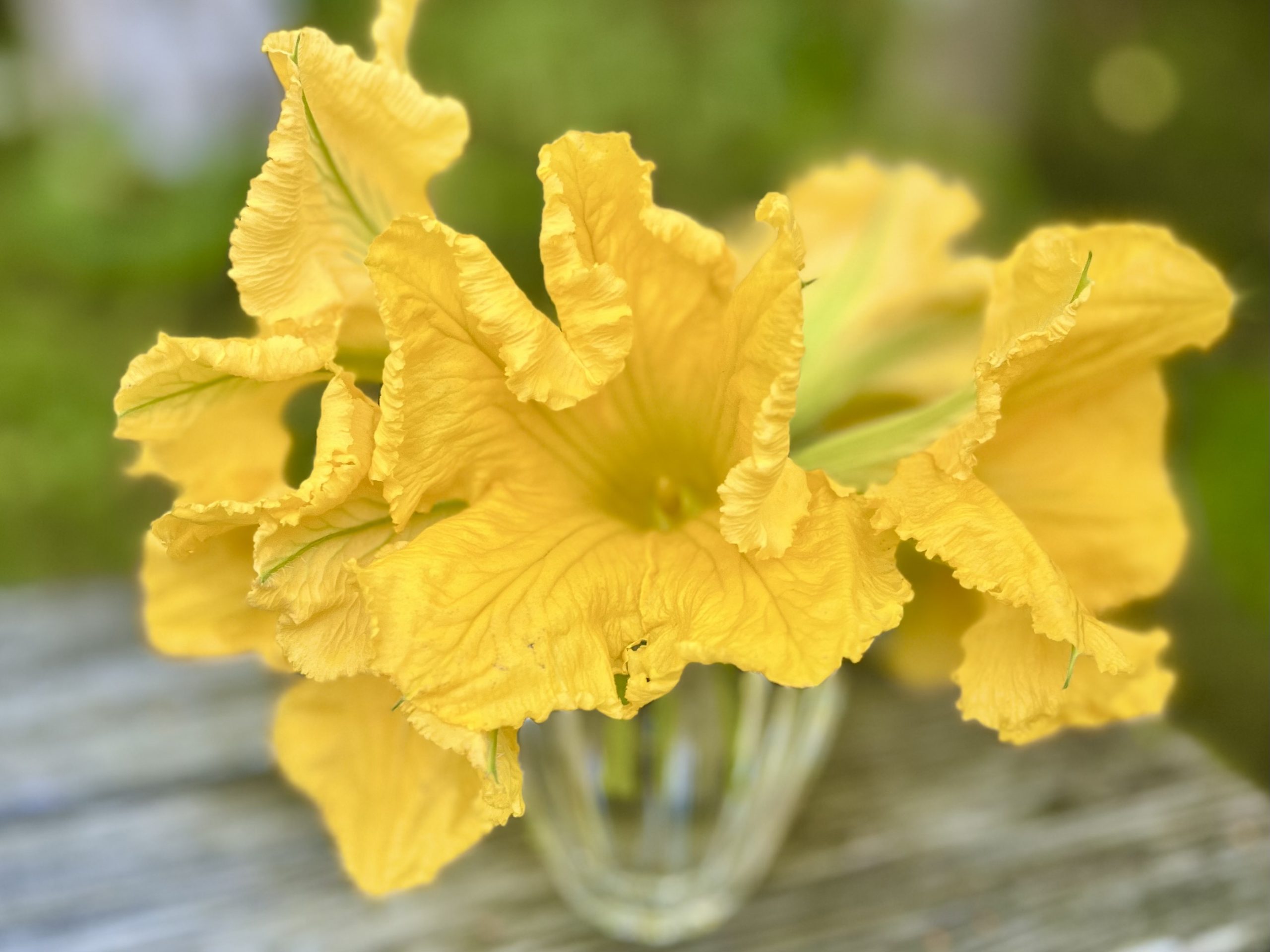 Zucchini- und Kürbisblüten