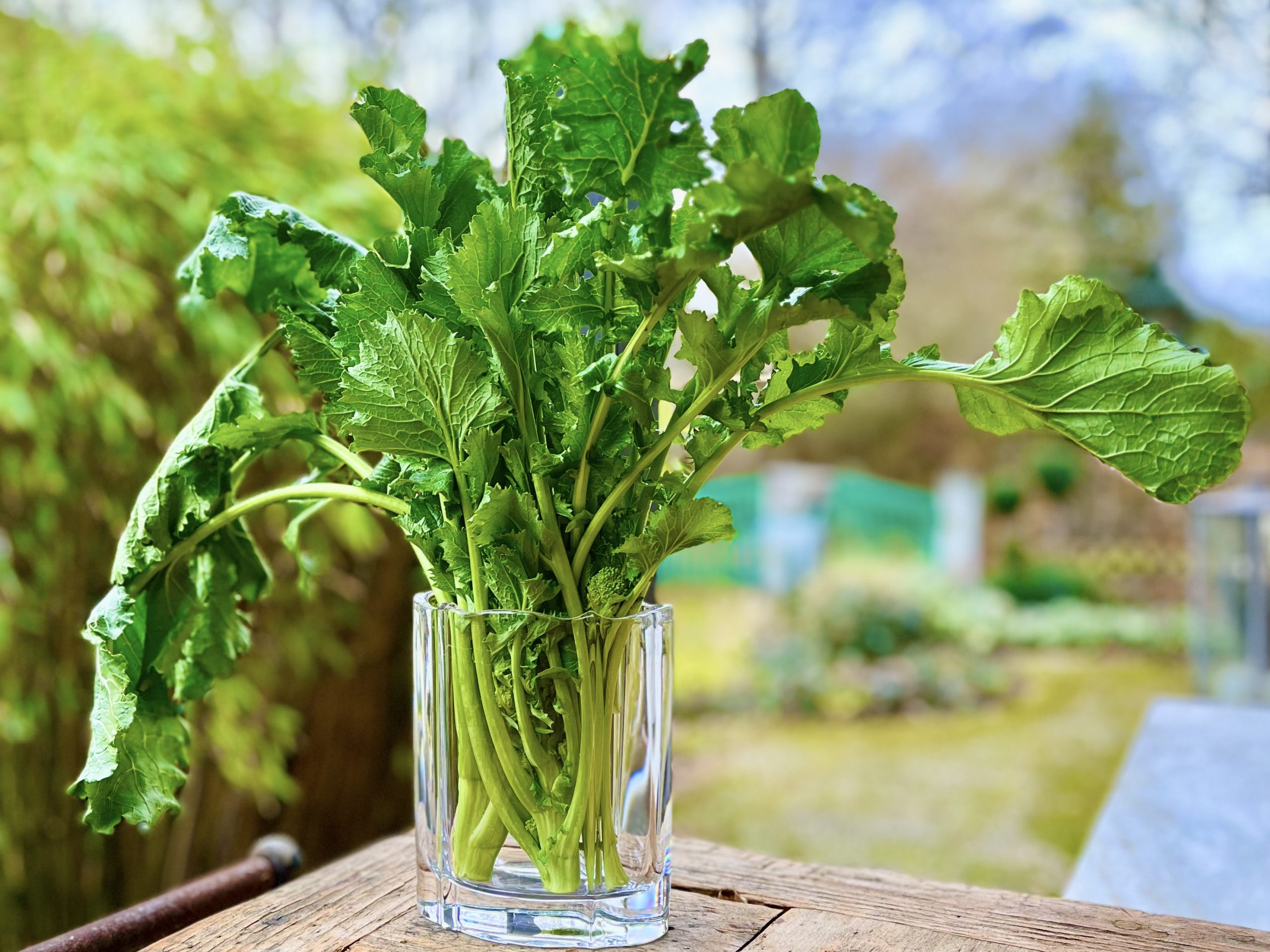 Cime di Rapa – Broccoletti – Friarielli