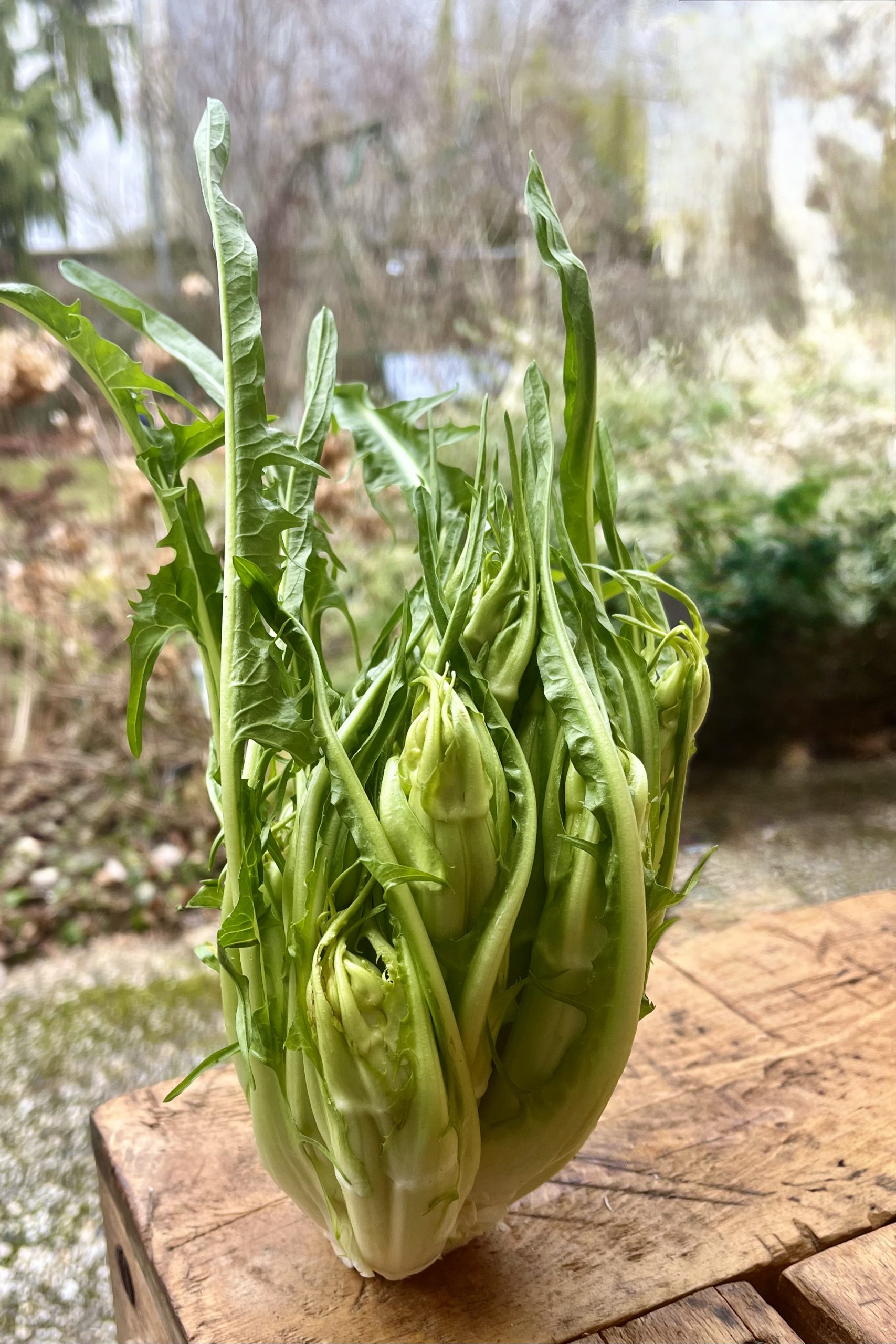 Puntarelle