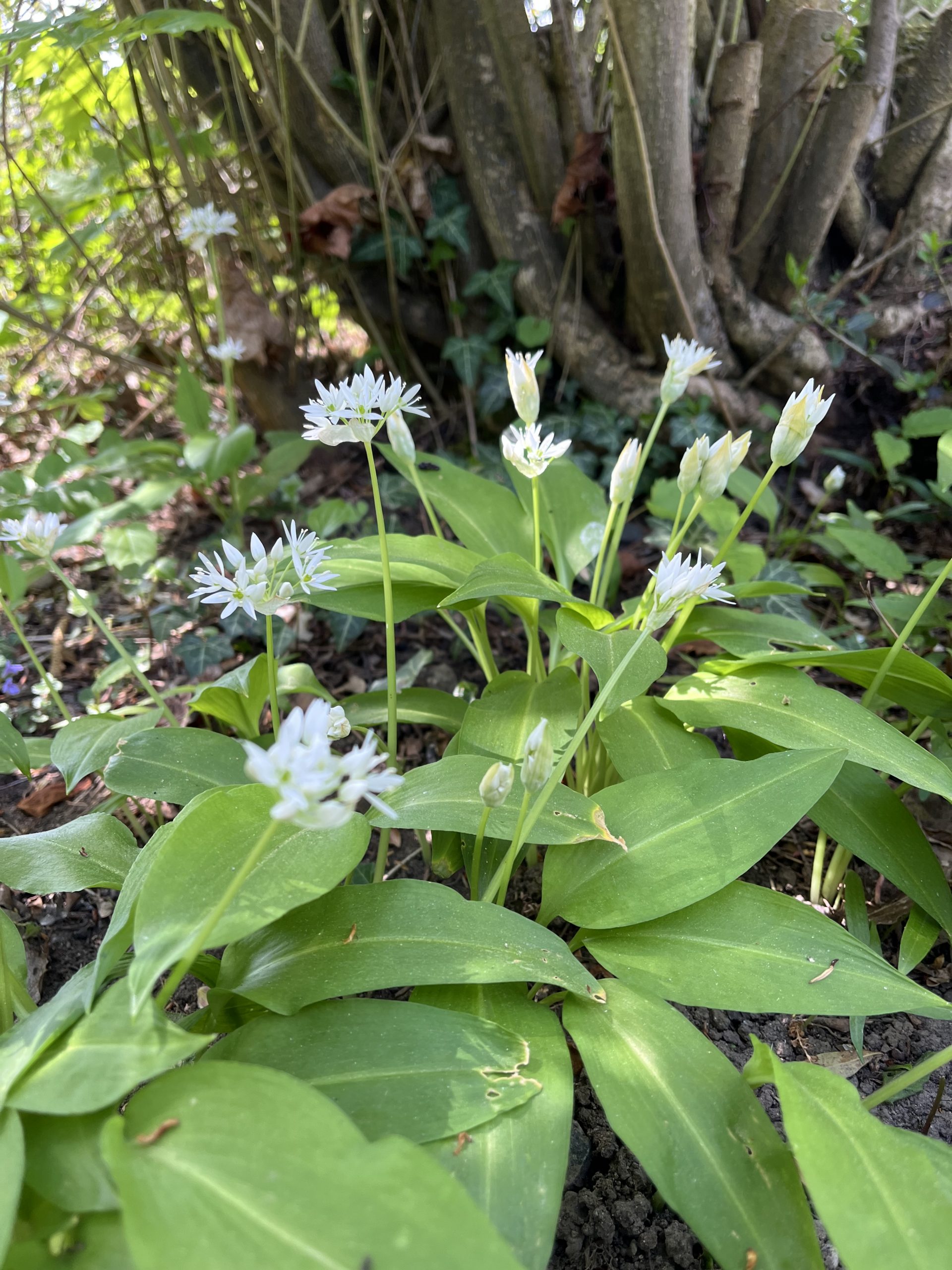 Bärlauch – ein Frühlingsbote aus der Küche