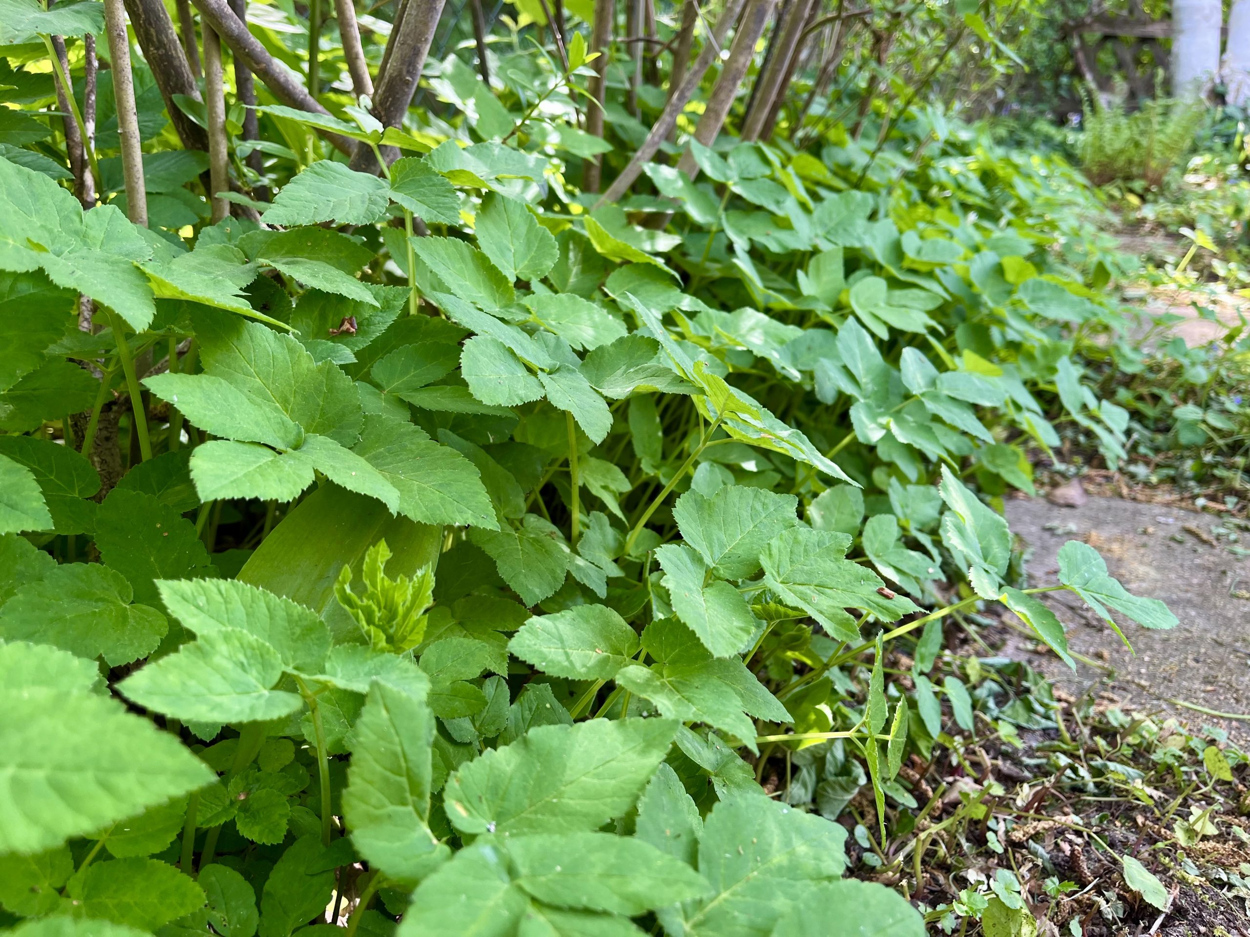 Giersch – Gartenfeind oder wilder Küchenstar?